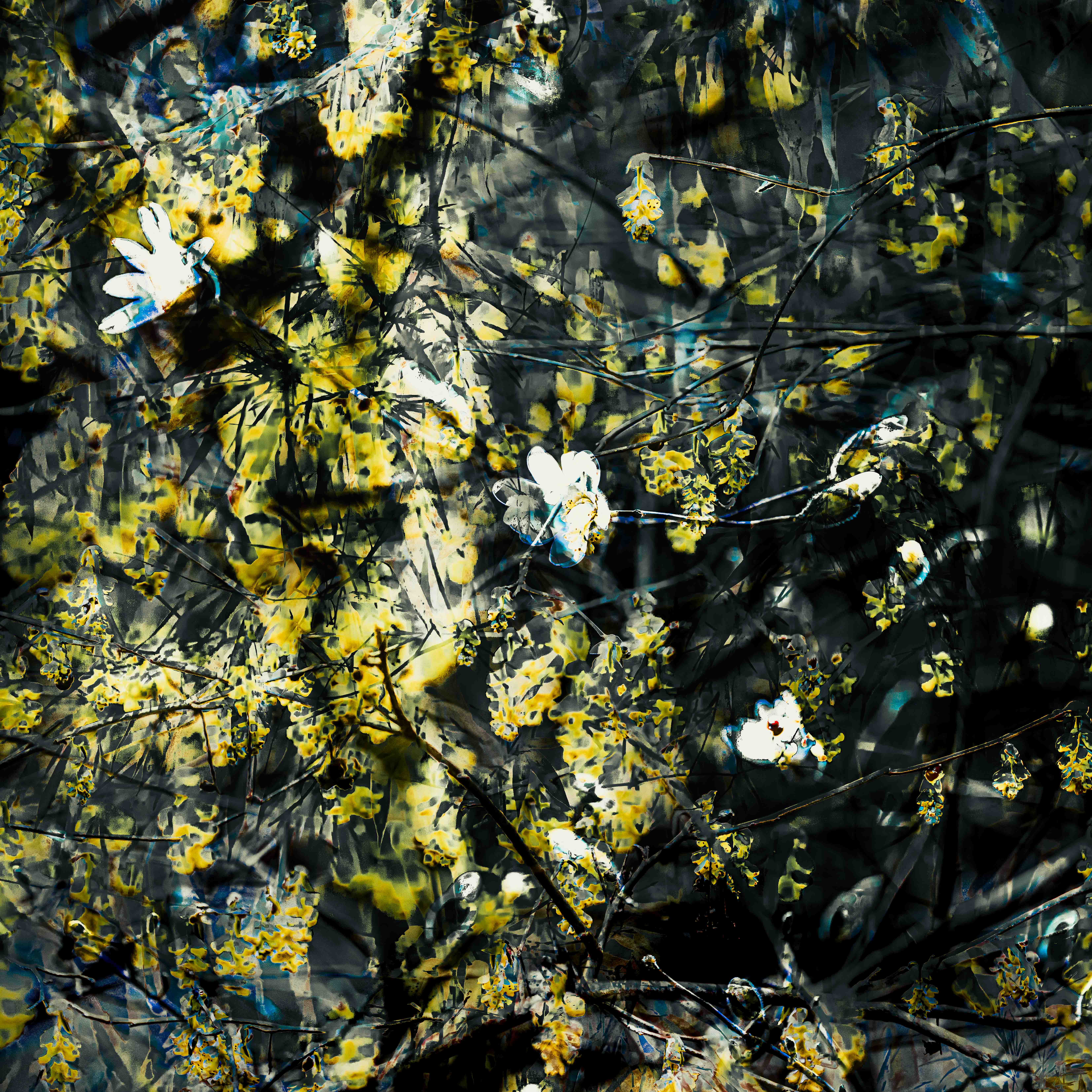 Mischwald | ESCHER | fotografie